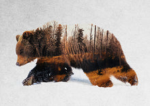 Load image into Gallery viewer, Wandering Bear