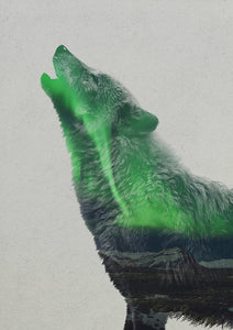 Wolf Howling In The Aurora Borealis