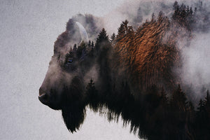 Bison In The Fog