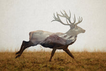 Load image into Gallery viewer, Red Deer
